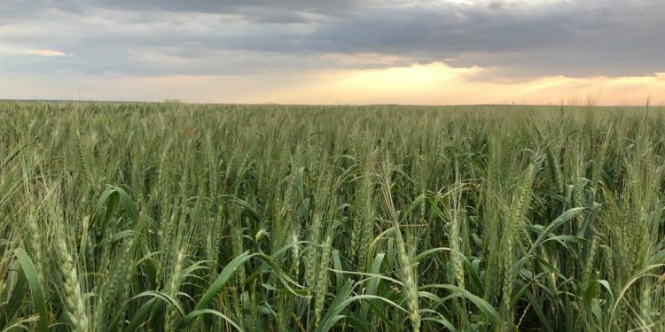 Түркістан облысында «Кең дала» бағдарламасы қарқын алды