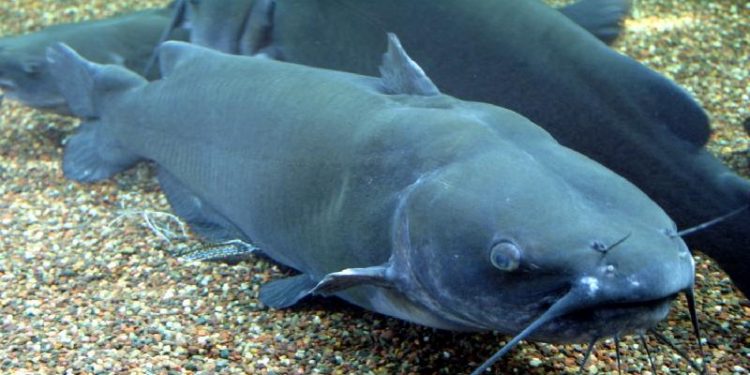 Түркістан: Келес ауданында Африка жайыны өсірілуде