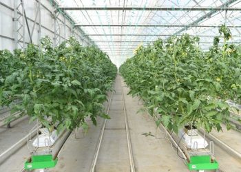 Шымкентте ауылшаруашылық өнімінің экспорт көлемі 39 млн $ құрады
