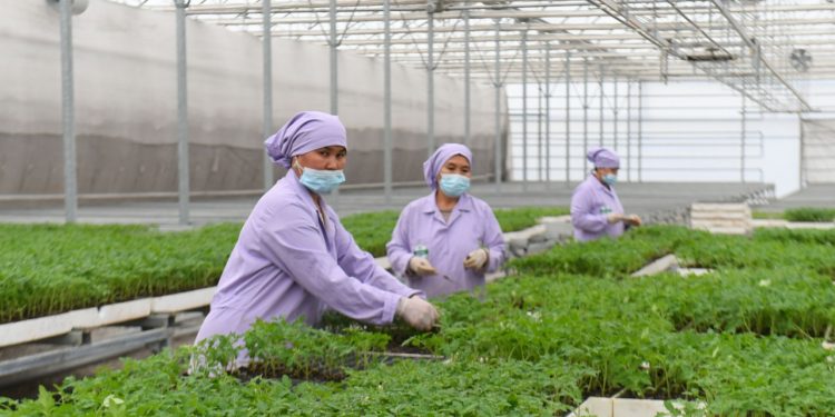 Түркістан: Жыл басынан бері 170 млрд.тг. ауыл шаруашылығы өнімі өндірілді