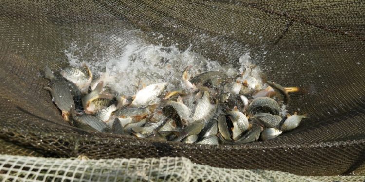 Түркістан: Келес ауданында балық өсіру ісі дамуда