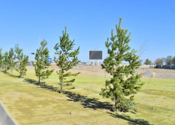 Түркістанның орман алқаптары екі есе ұлғайды