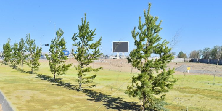 Түркістанның орман алқаптары екі есе ұлғайды