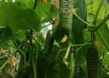 Ордабасы: 5 айда ауыл шаруашылығы өнімі 14 млрд. теңгеге жетті