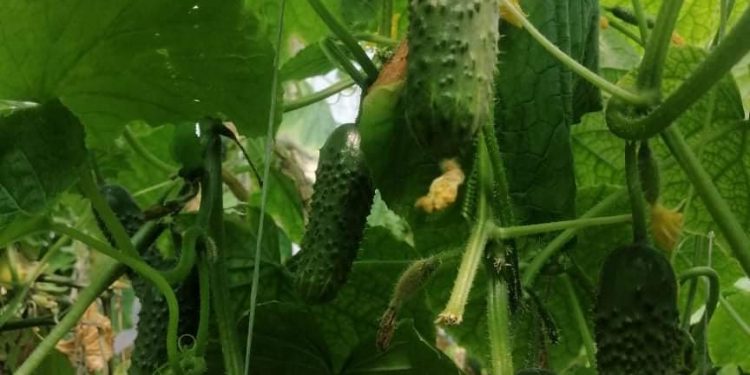 Ордабасы: 5 айда ауыл шаруашылығы өнімі 14 млрд. теңгеге жетті