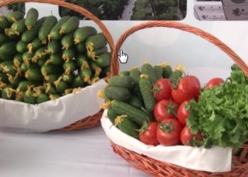 Түлкібаста бір алқаптан 2-3 өнім алатын 200-ге жуық шаруа қожалық бар