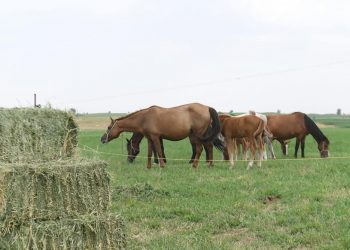 Өмірзақ Шөкеев: Мал азығы бағасын негізсіз өсіруге жол берілмейді
