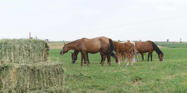 Өмірзақ Шөкеев: Мал азығы бағасын негізсіз өсіруге жол берілмейді