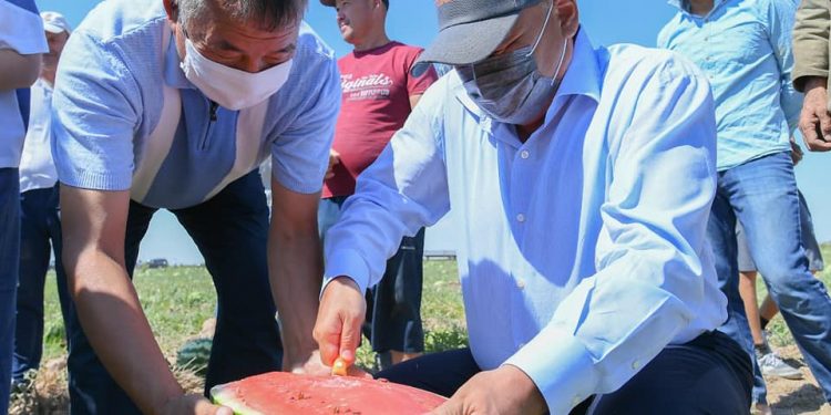 Түркістанның «Жасыл белдеуі» алғашқы өнім берді