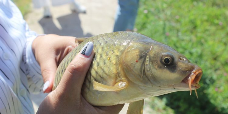 Төлебилік тұрғын 10 мыңға жуық балық өсіруде