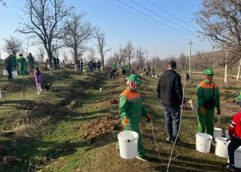 Шымкентте жалпы қалалық сенбілік өтті