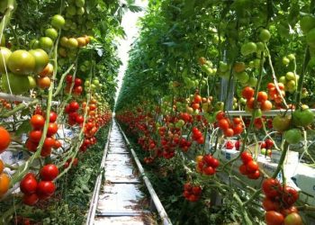 Түркістан: Сайрам ауданында биыл 500 және 2400 тонна өнім беретін жылыжайлар ашылады