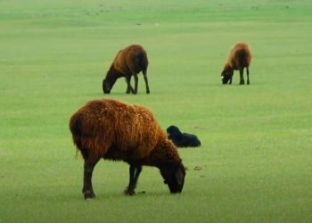 Түркістан: Келес ауданында 90 мың гектарға жуық жер ортақ жайылымға беріледі