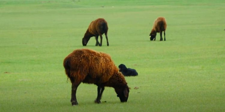 Түркістан: Келес ауданында 90 мың гектарға жуық жер ортақ жайылымға беріледі