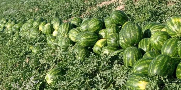 Түркістан: Келестік диқандардың қарбыздары экспортқа жол тартты