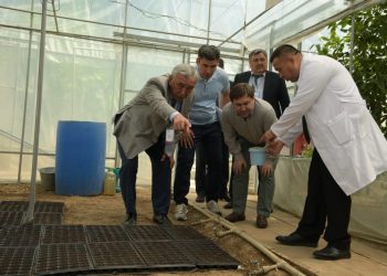 Шымкентте жас ғалымдар қанттың орнын басатын дәрілік өсімдік өсіруде