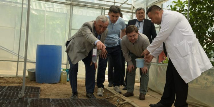 Шымкентте жас ғалымдар қанттың орнын басатын дәрілік өсімдік өсіруде