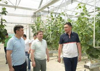 Шымкент әкімі ауыл шаруашылығы нысандарын аралады