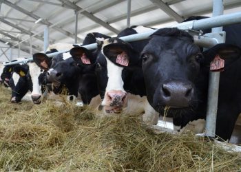 Шымкент : Ауыл шаруашылығы саласын мемлекеттік қолдау көлемі артуда