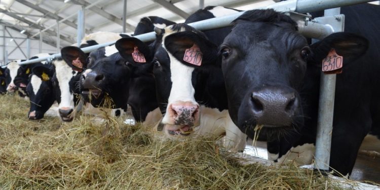 Шымкент : Ауыл шаруашылығы саласын мемлекеттік қолдау көлемі артуда