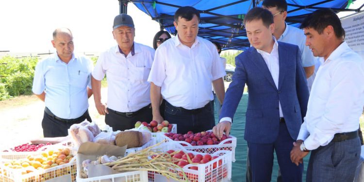 Түркістан: Кентауда ауыл шаруашылығы саласын дамыту бойынша семинар өткізілді
