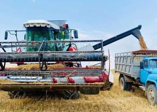 Түркістан облысында астық ору науқаны қарқынды жүріп жатыр