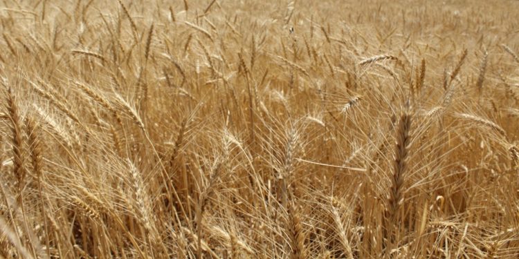 Түркістан: Агроқұрылымдар күзгі жиын-терім кезінде мол өнімге қол жеткізбек