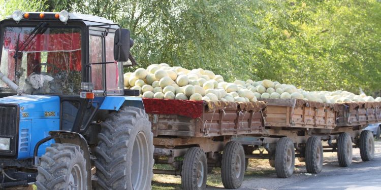 Түркістан: Мақтааралда 200 мың тоннаға жуық қауын-қарбыз өсірілді