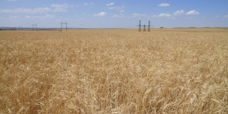 Түркістан облысында астық ору науқаны аяқталуға жақын