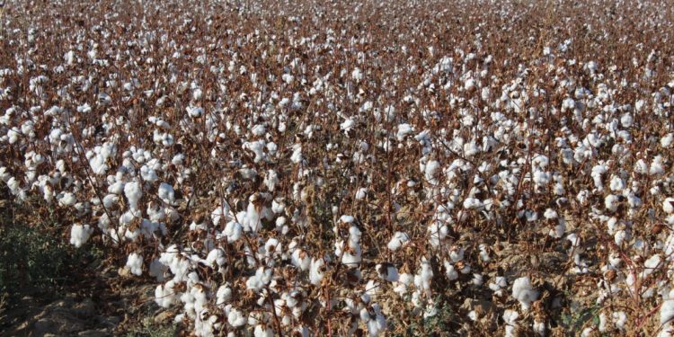 Түркістан: Қарашықта 7 инвестициялық жоба құрылысы жүруде