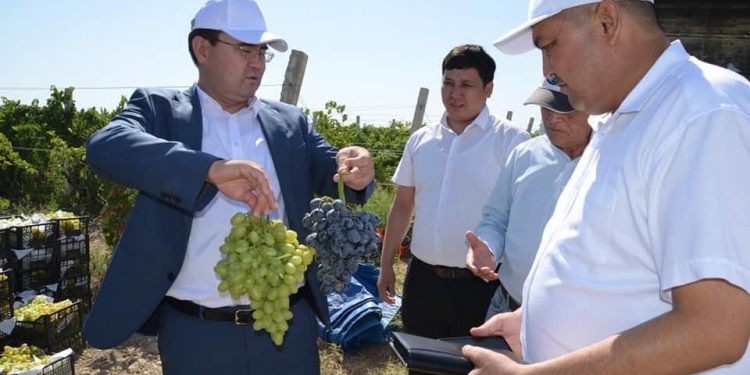 Түркістан : Жетісай жүзімдері республикада жоғары сұранысқа ие
