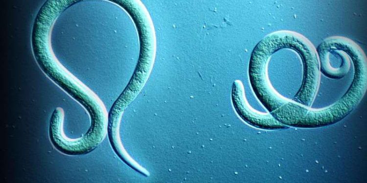 Энтеробиозға тексеру туралы мәлімдеме