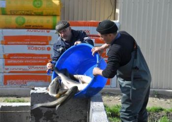 ТҮРКІСТАН ОБЛЫСЫ БАЛЫҚ ӨНДІРУДЕН КӨШ БАСТАП ТҰР