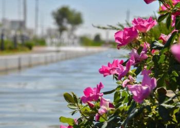 ТҮРКІСТАНДА 200-ДЕН АСТАМ ЖАСЫЛ ЖЕЛЕК АЙМАҒЫ БАР