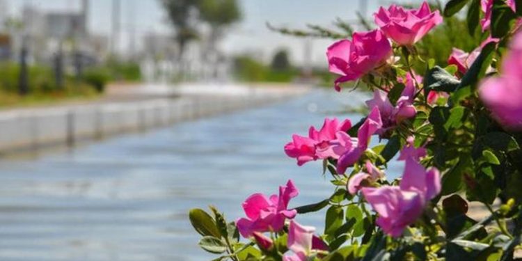 ТҮРКІСТАНДА 200-ДЕН АСТАМ ЖАСЫЛ ЖЕЛЕК АЙМАҒЫ БАР