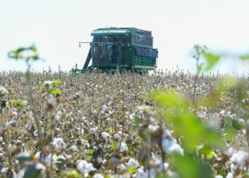 ТҮРКІСТАН: МАҚТАНЫҢ 1 ТОННАСЫ — 374 МЫҢ ТЕҢГЕ БОЛЫП БЕЛГІЛЕНДІ