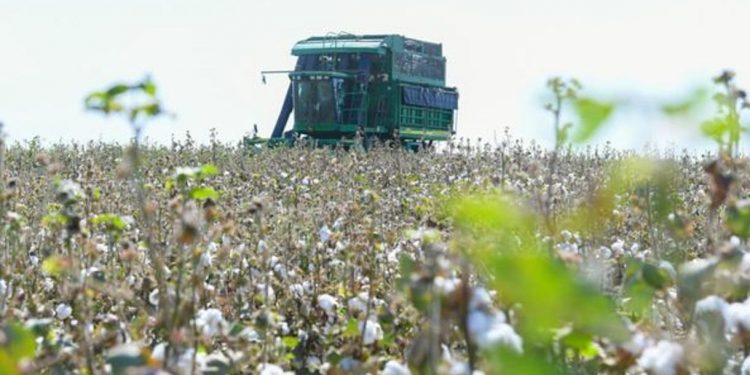 ТҮРКІСТАН: МАҚТАНЫҢ 1 ТОННАСЫ — 374 МЫҢ ТЕҢГЕ БОЛЫП БЕЛГІЛЕНДІ