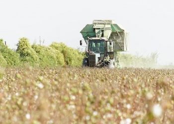 ТҮРКІСТАНДА МАҚТА ТЕРІМІ БАСТАЛДЫ