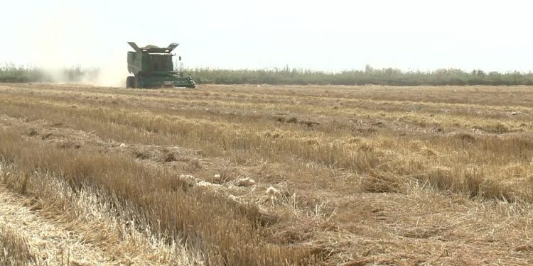 Шардара: 4 мың тоннадан астам өнім жиналған