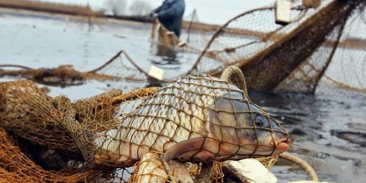 Түркістан: Жетісайдың балығы шетелге экспортталып, шаруашылық дамып келеді