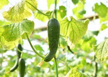 Шымкент: “Аянат” шаруа қожалығы жылына 600 тонна қызанақ өсіреді