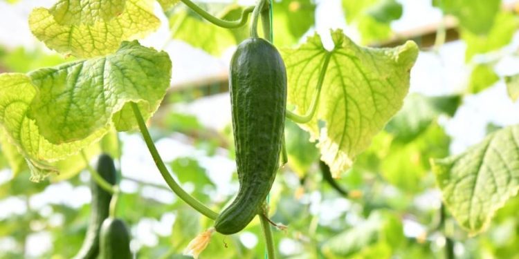 Шымкент: “Аянат” шаруа қожалығы жылына 600 тонна қызанақ өсіреді