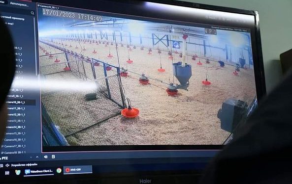 ТҮРКІСТАН: ОРДАБАСЫДА КҮРКЕТАУЫҚ ӨСІРУ ШАРУАШЫЛЫҒЫ ДАМЫП КЕЛЕДІ