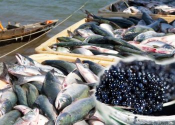 Түркістан облысында 6 мың тоннадан астам тауарлы балық өсіру көзделіп отыр