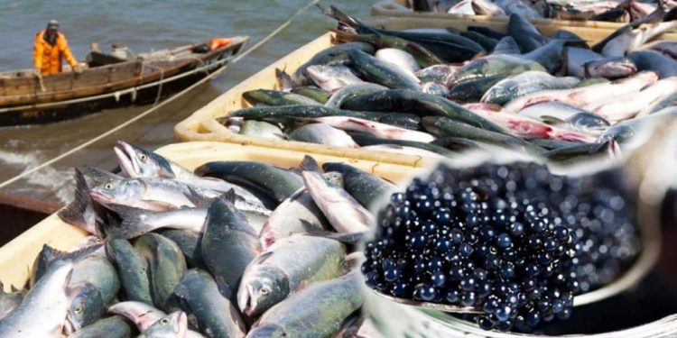 Түркістан облысында 6 мың тоннадан астам тауарлы балық өсіру көзделіп отыр