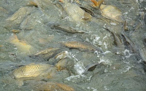 ТҮРКІСТАН ОБЛЫСЫНДА БАЛЫҚ ШАРУАШЫЛЫҒЫН ДАМЫТУҒА ҚОЛДАУ КӨРСЕТІЛЕДІ