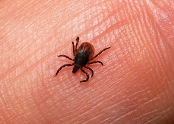 Түркістан облысында 1 534 адамды  кене шаққан