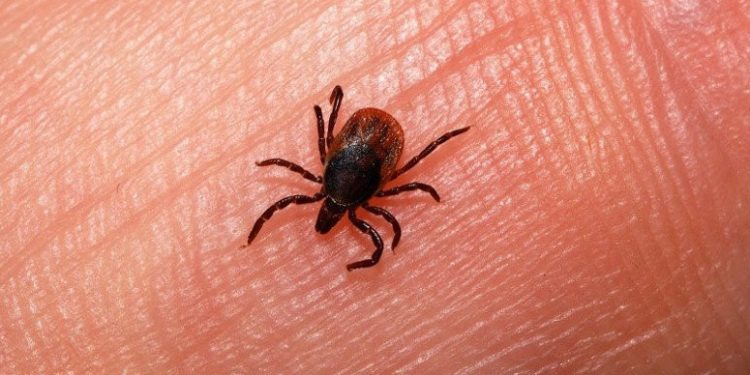 Түркістан облысында 1 534 адамды  кене шаққан