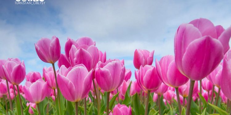 ТҮРКІСТАН ОБЛЫСЫНДА 8 НАУРЫЗҒА ОРАЙ 58 323 КӨПБАЛАЛЫ АНАҒА БІР РЕТТІК ЖӘРДЕМАҚЫ БЕРІЛДІ