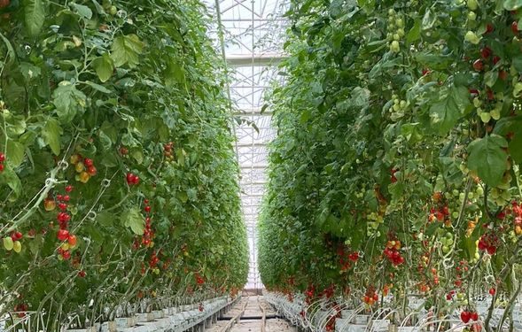 АГРОӨНЕРКӘСІПТІК КЕШЕНДІ ҰЗАҚ МЕРЗІМДІ СУБСИДИЯЛАУ – АУЫЛ ШАРУШЫЛЫҒЫНА СЕРПІН БЕРЕДІ